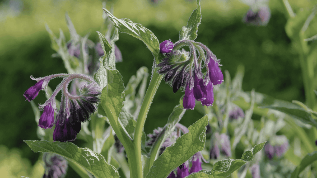 Allantoin Benefits for Skin: The Gentle Healer You’re Probably Overlooking - GRAES