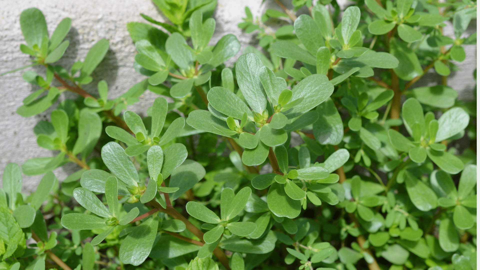 Purslane Extract Benefits for Skin: The Antioxidant-Rich Ingredient Your Routine Might Be Missing - GRAES
